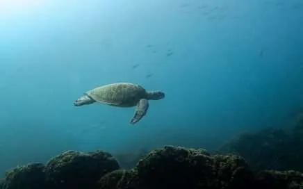 conservación marina - marine conservation