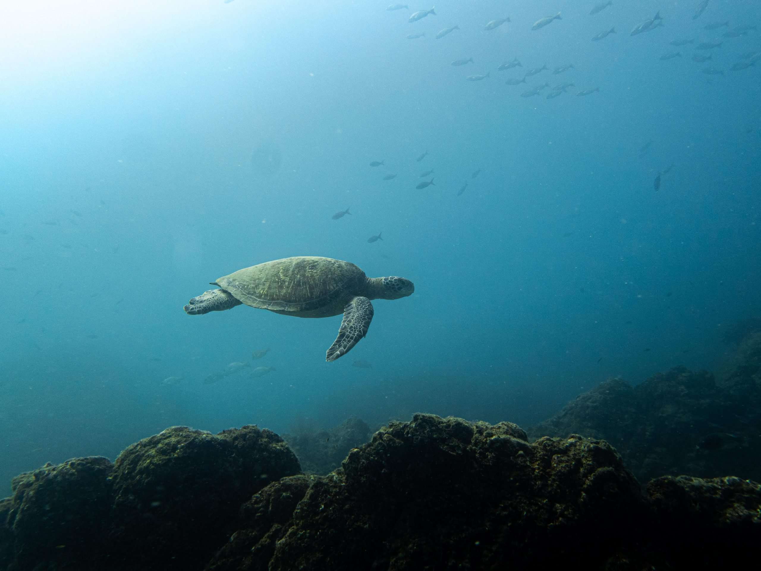 INNOTALES, EDUCATING IN MARINE CONSERVATION