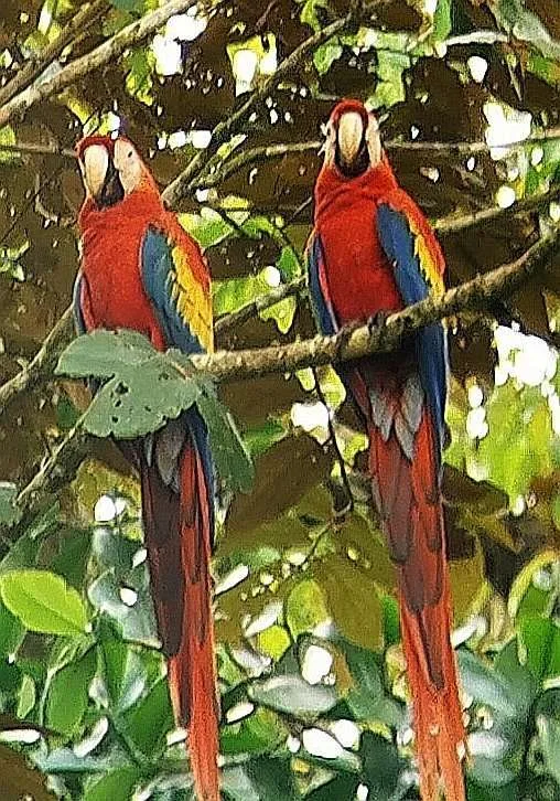 Mangroven- Auf Tour durch die Feuchtgebiete Costa Ricas