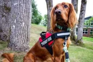 Pet Care