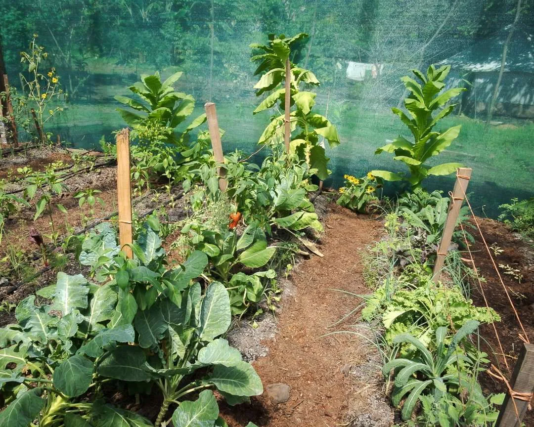SailCargo Ceiba Wooden Cargo Ship 