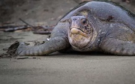 Turtles travel far – A historic Register