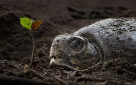 Turtles travel far – A historic Register