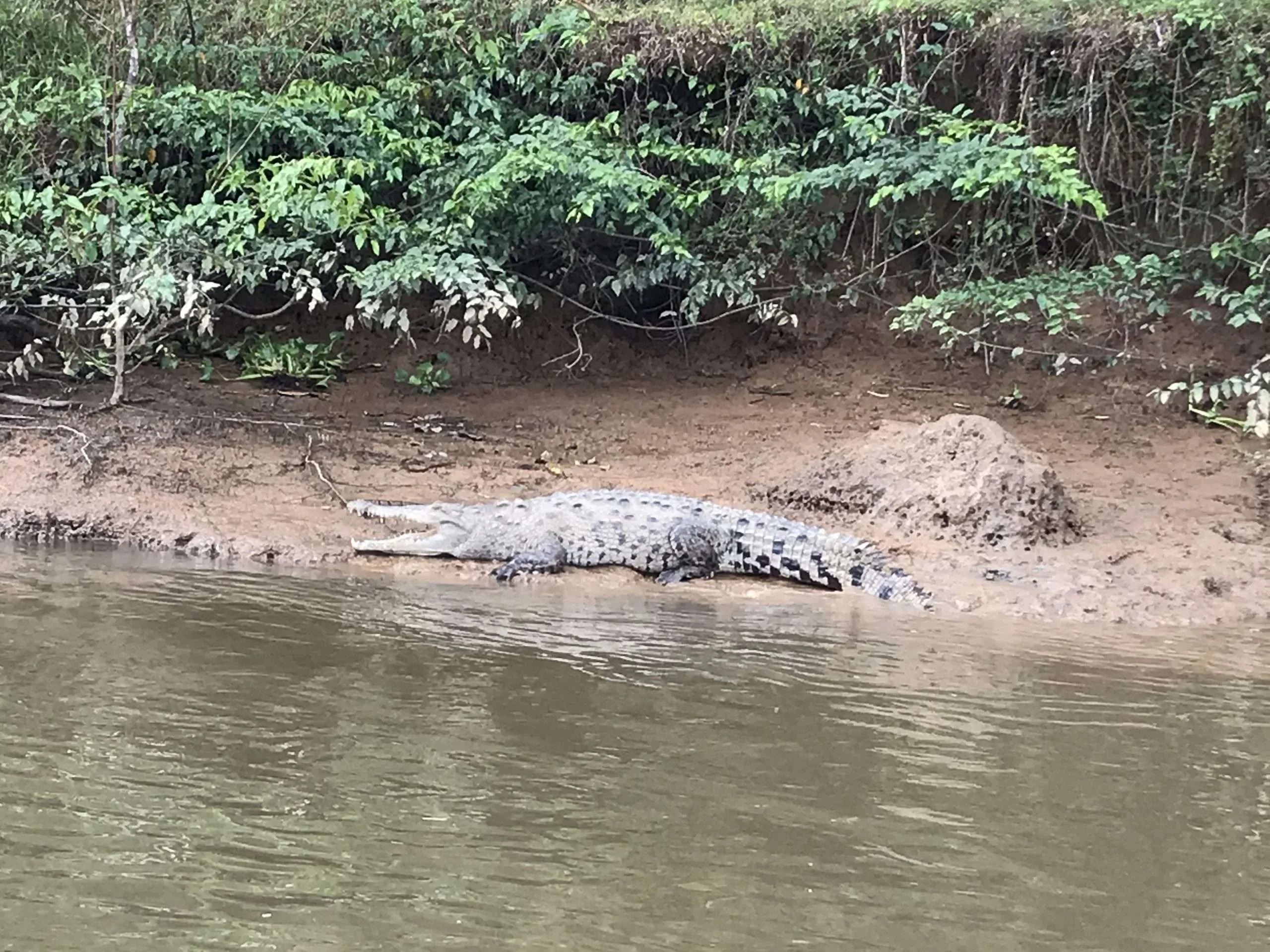Mangroven- Auf Tour durch die Feuchtgebiete Costa Ricas
