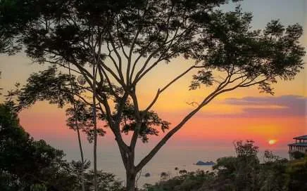 Urban Life vs. Life in the Tropics, Vida Urbana vs. Vida en los Trópicos