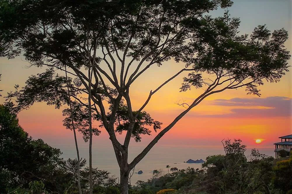 Urban Life vs. Life in the Tropics