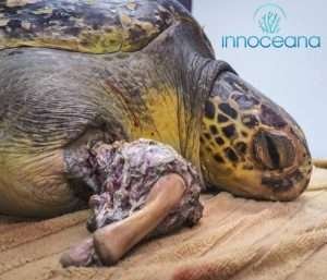 LECHUGA A TURTLE’S STORY