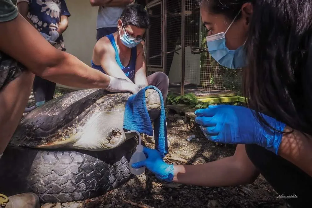 La triste historia de la tortuga Lechuga