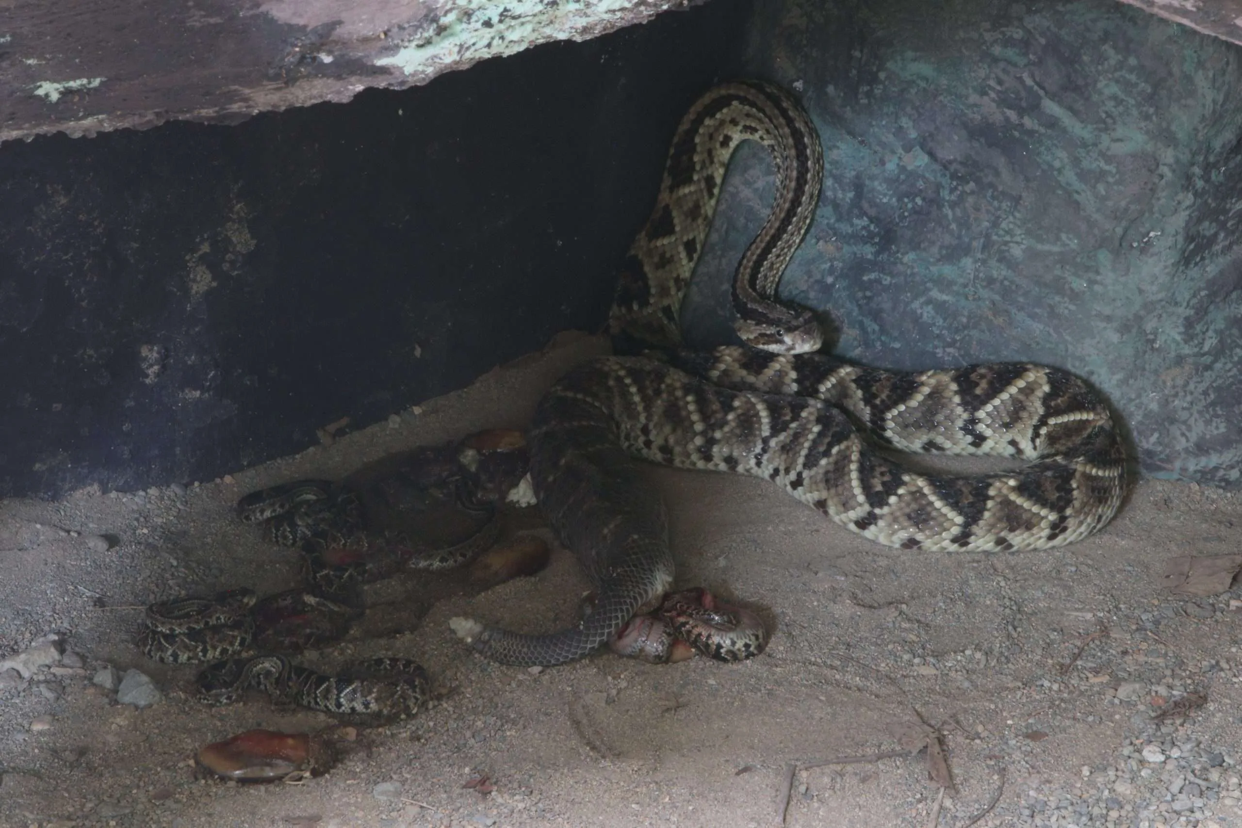 Die Klapperschlange- Glockenspielerin der Tierwelt