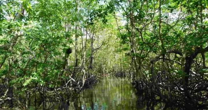 Pura Vida Costa Rica