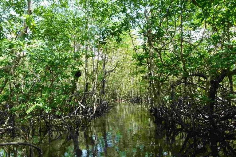 Mangrove Pura Vida Costa Rica Die Mangrovenwälder von Terraba-Sierpe