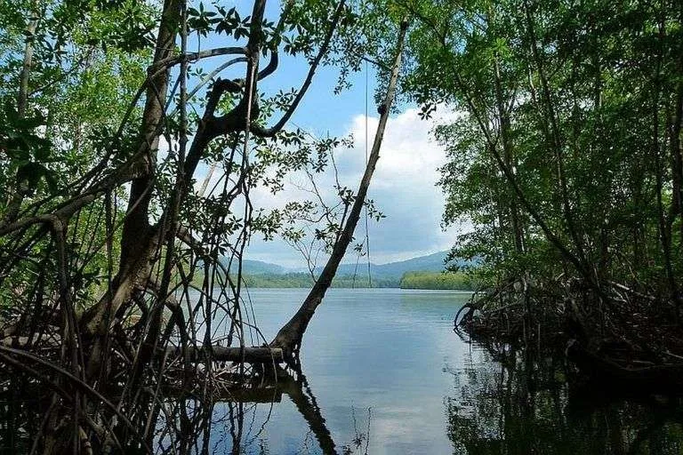 kokopelli-sierpe-kokopelli-sierpe-restaurant-tours-mangrove-corcovado-nature-sierpe-tour-26-768×512 Die Mangrovenwälder von Terraba-Sierpe