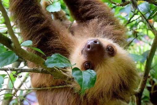 sloth sloths