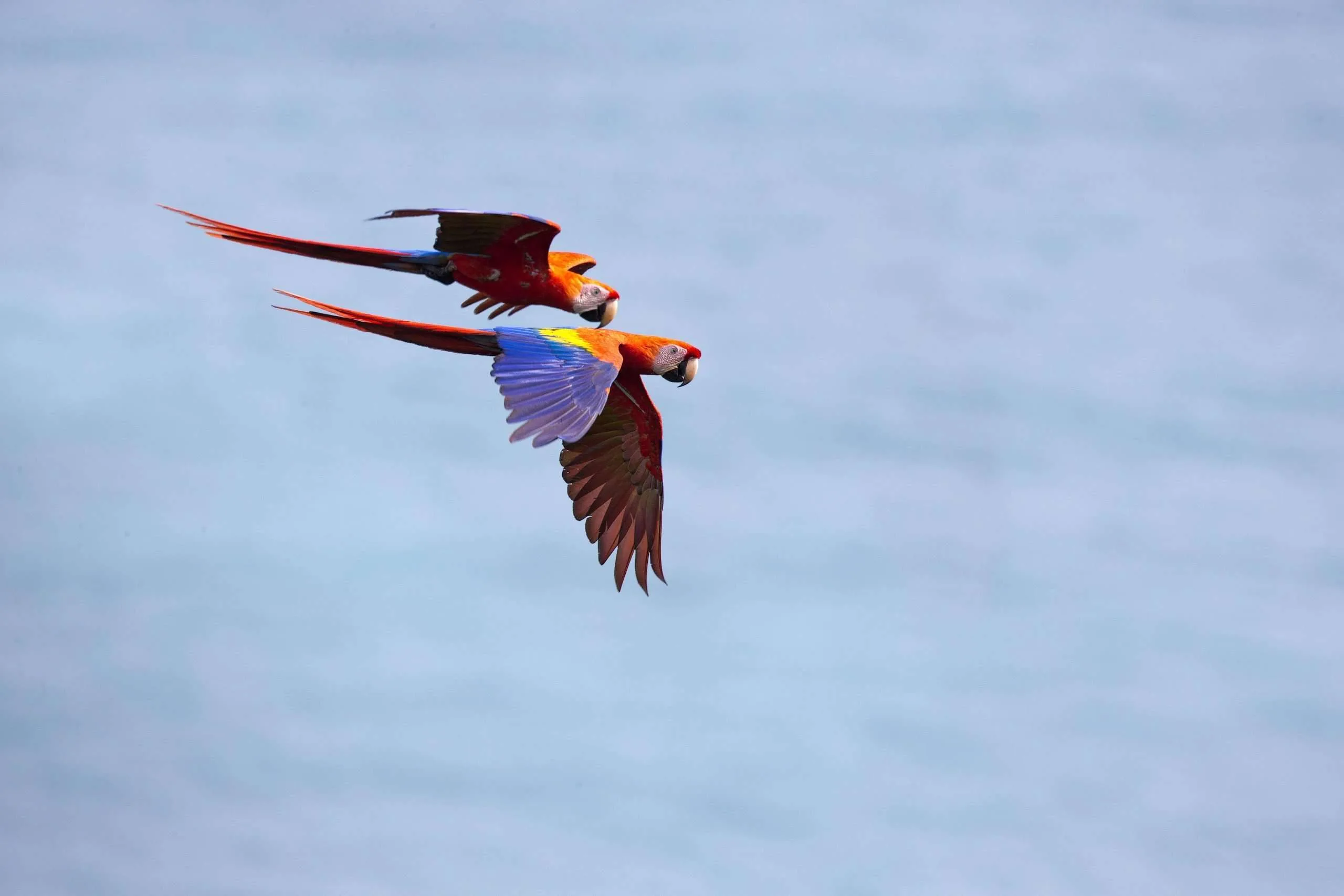 Bosque del cabo 2013 04 07 Scarlet Macaw 001 1 2 scaled
