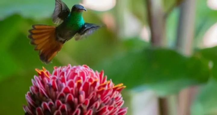 Birdwatching Observación de aves Diamantes de colores con superpoderes