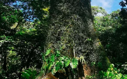 Guía Gratuita para viajeros, South Pacific of Costa Rica free magazine