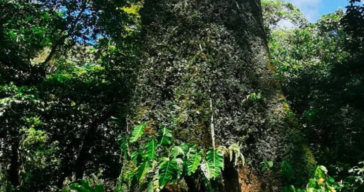 Guía Gratuita para viajeros, South Pacific of Costa Rica free magazine