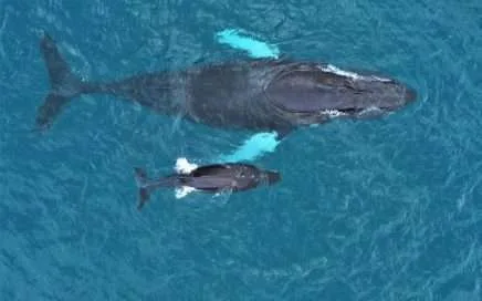 Corredor biológico marino de Osa, un lugar de esperanza