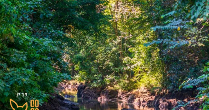 South Pacific Costa Rica Free Magazine - revista gratuita