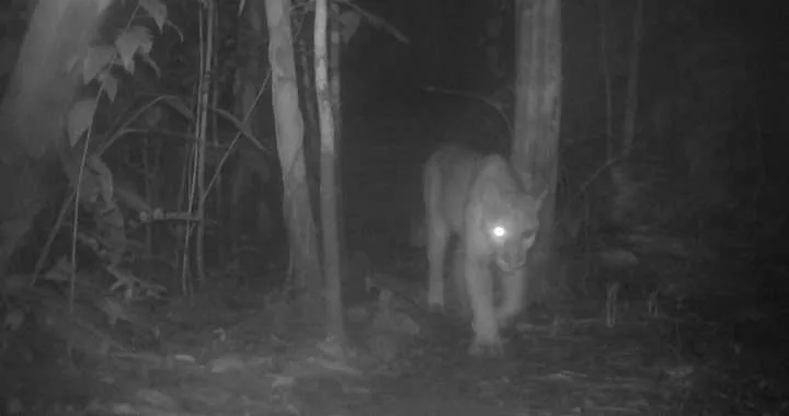 Der Dschungel ist ein gefährlicher Ort für Augen - Tierwelt mit Handicap