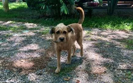 Wenn Ihr Hund sprechen könnte, würde er sagen…