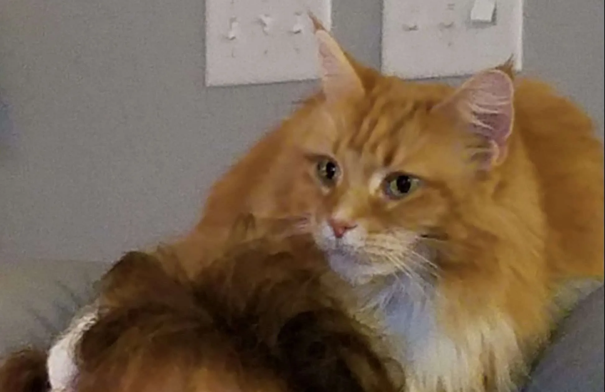 Cat at work