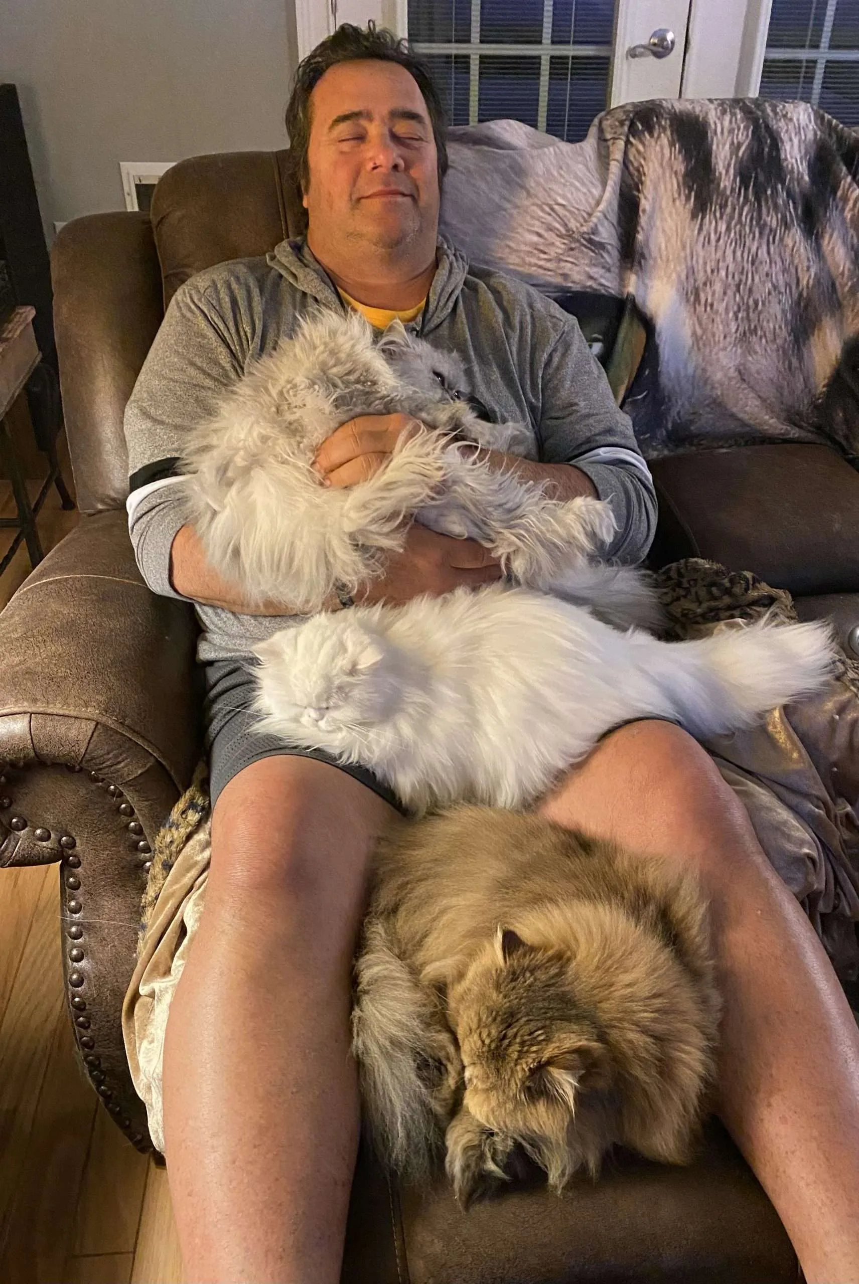 Healing cat purr