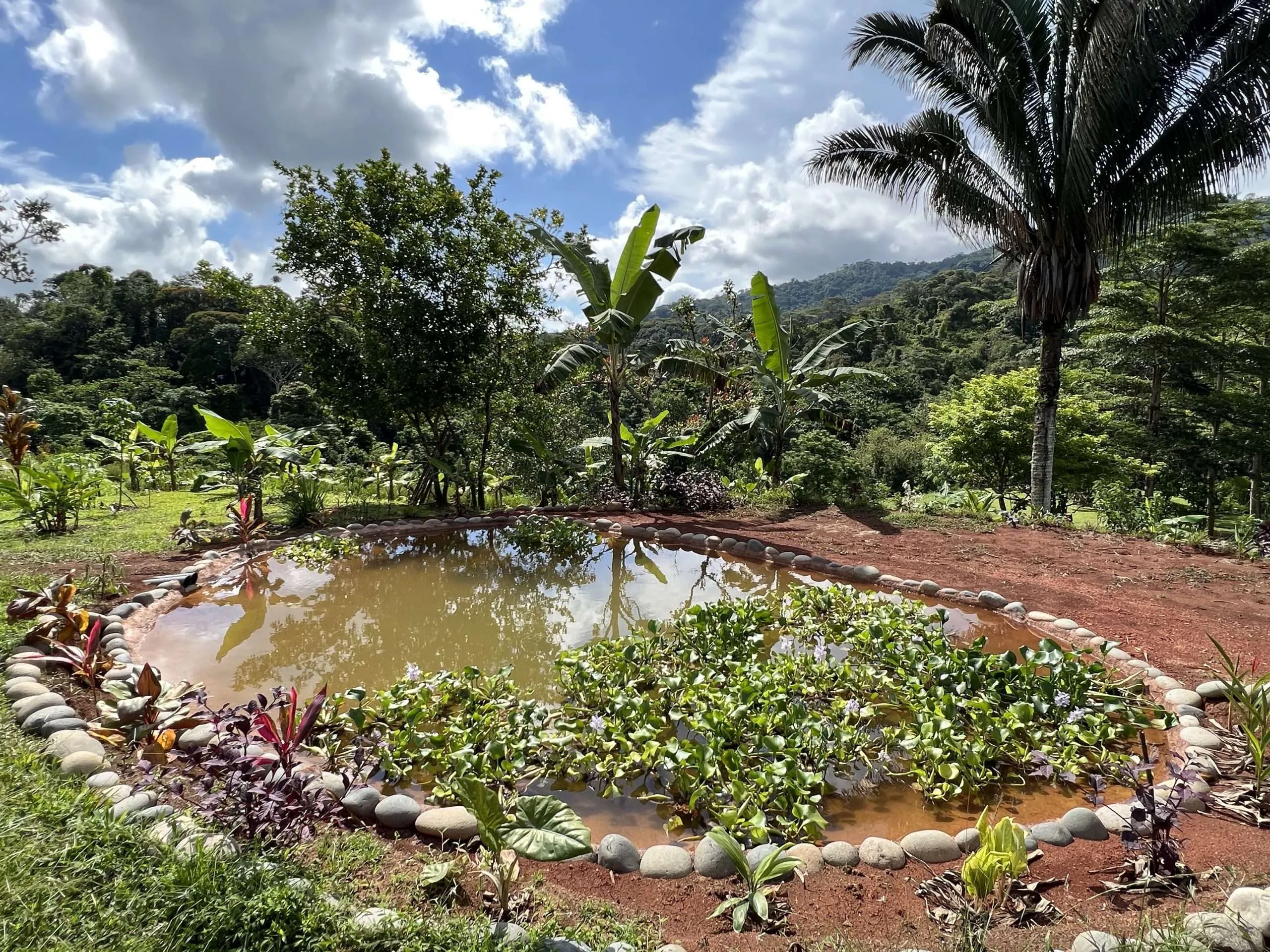 Great Way to Increase Biodiversity: A Pond