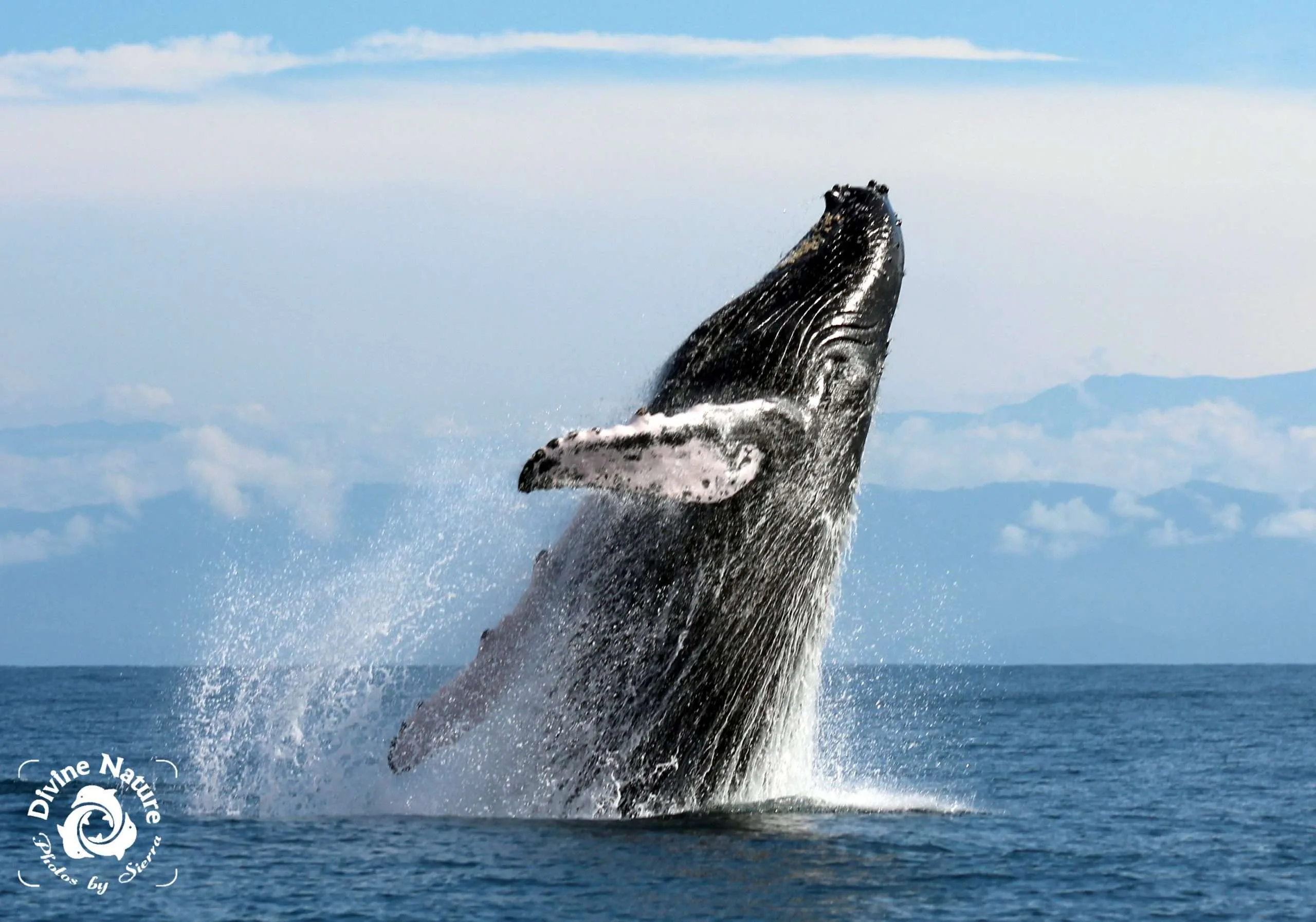 Whale jump - Sierra Goodman