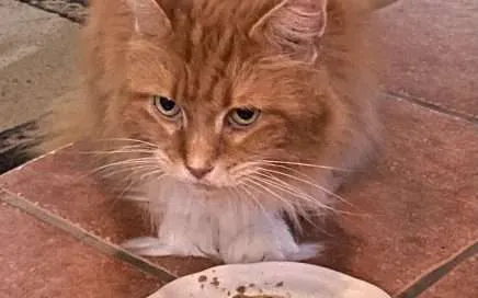 Cat Food - Canned Food vs. Dry Food