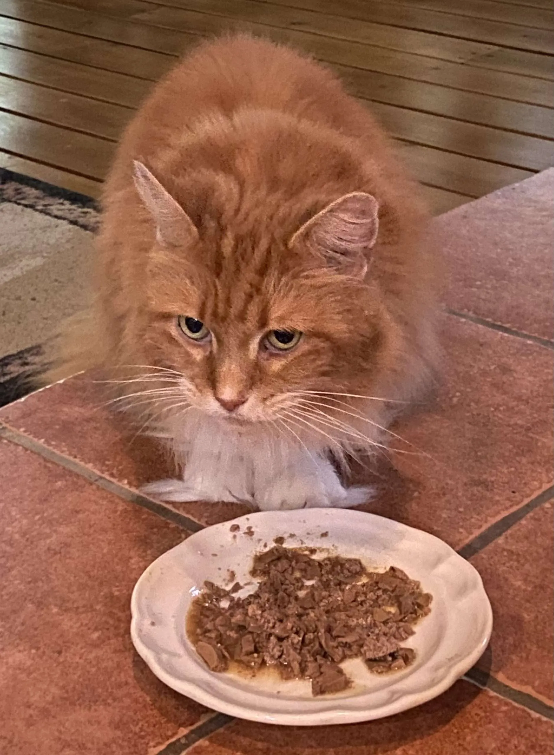 Cat Food - Canned Food vs. Dry Food