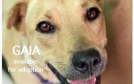 Cats and Dogs Need Your Help - Gaia