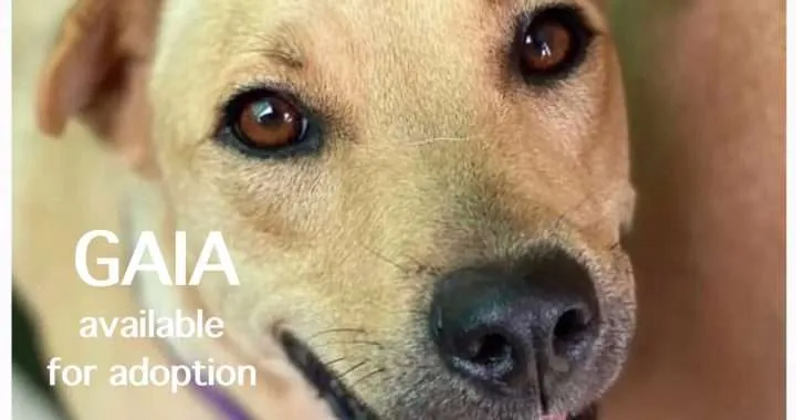 Cats and Dogs Need Your Help - Gaia