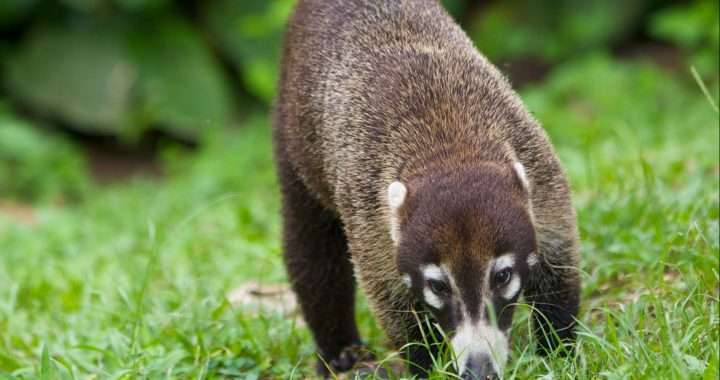 Coati