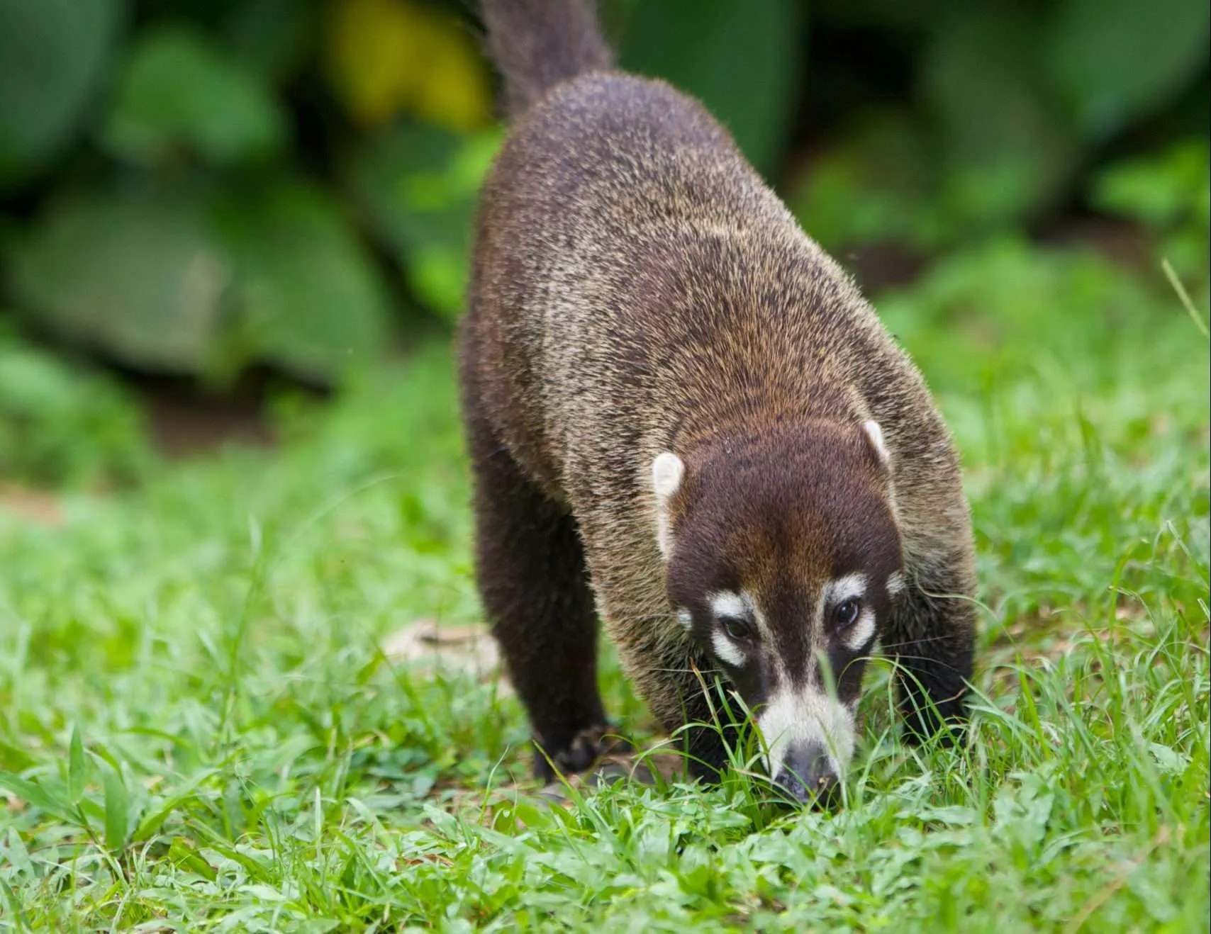 Coati Coati
