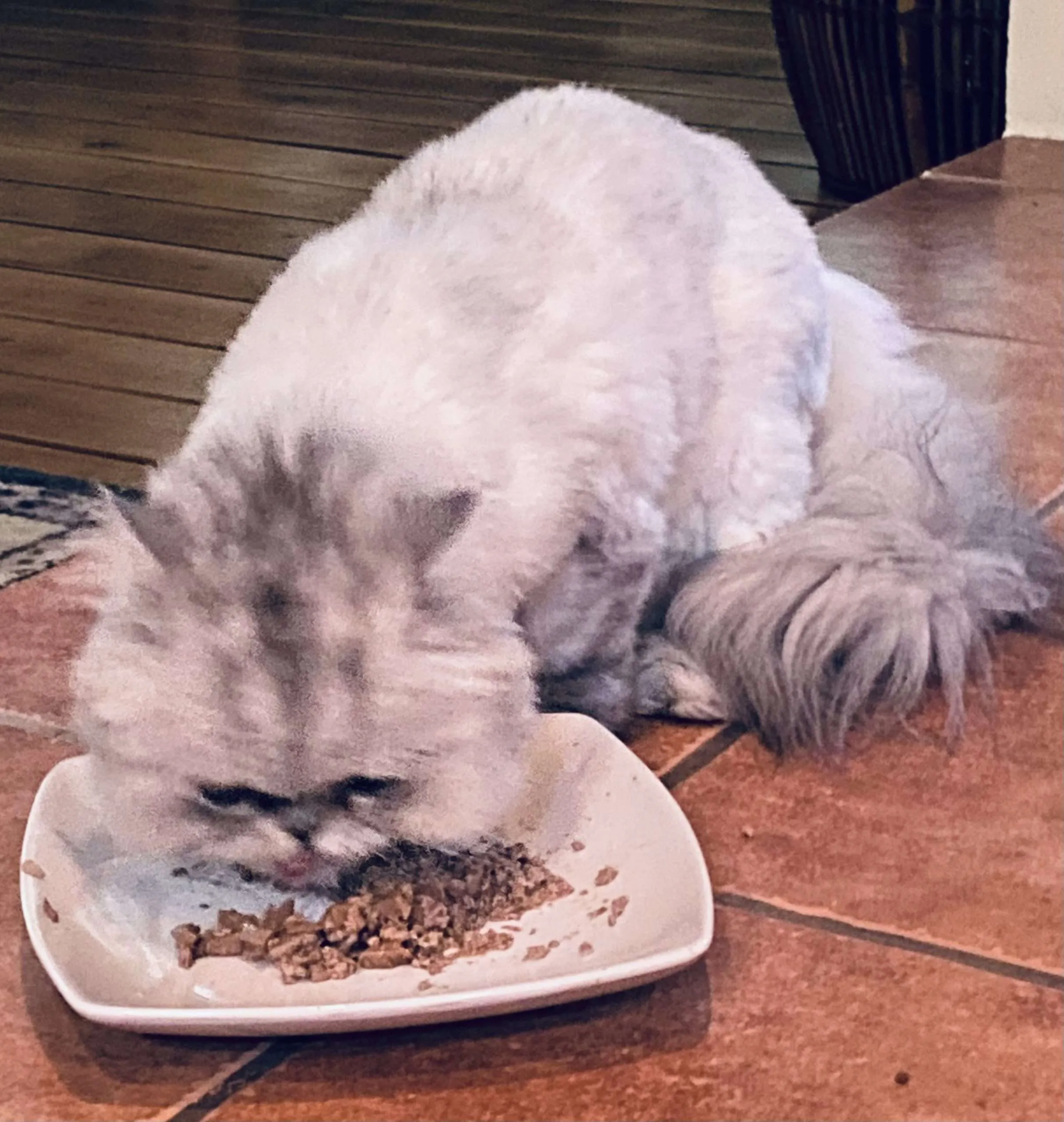 Gatos - Alimentos enlatados vs. Comida seca