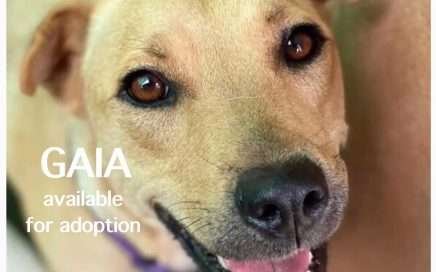 Nuestras mascotas en la vejez