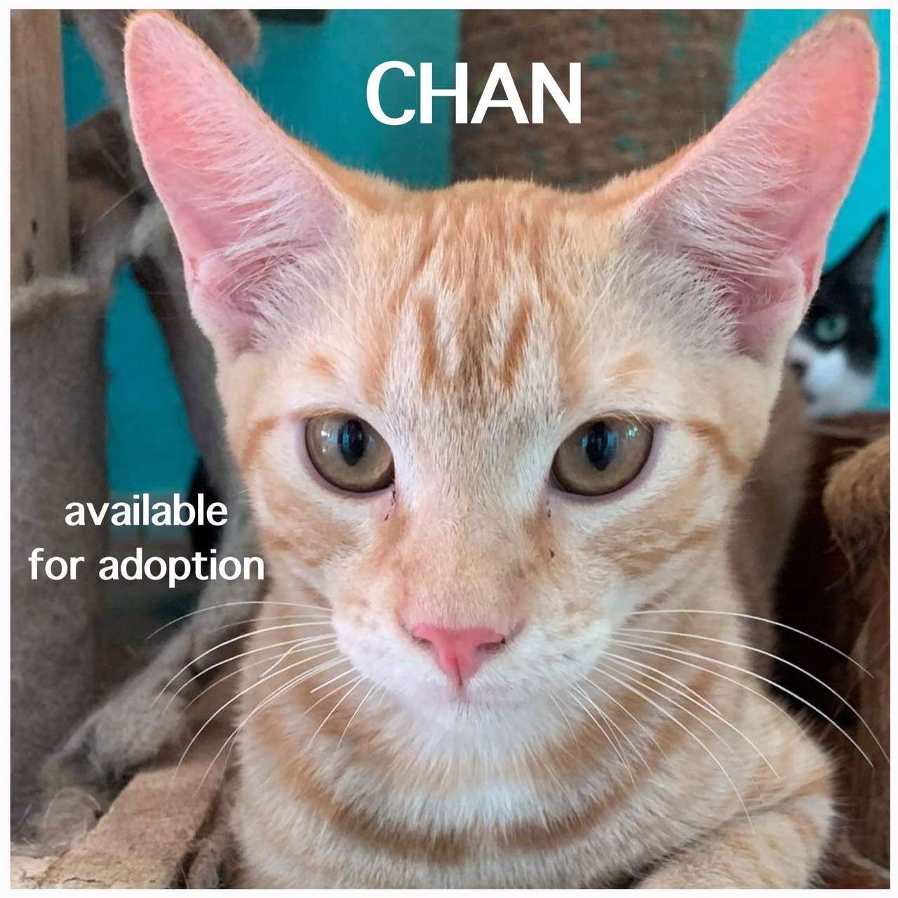 Katzen und Hunde brauchen Ihre Hilfe - Chan