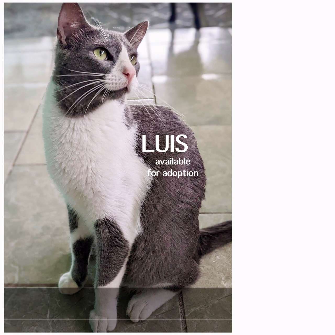 Katzen und Hunde brauchen Ihre Hilfe - Luis