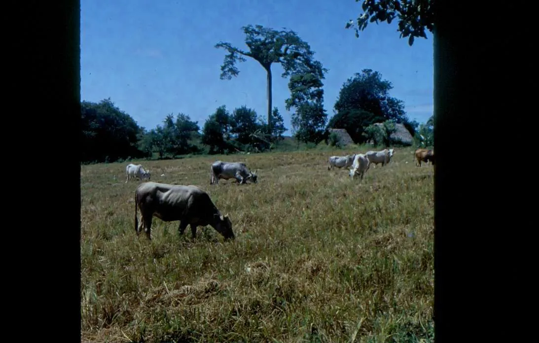 Mutter Natur - Rinderweide 1972