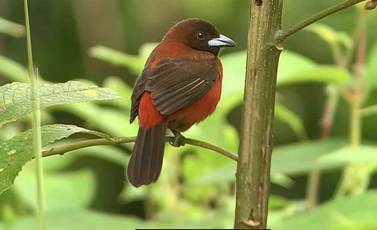 New Bird Species in Costa Rica – Crimson-Backed Tanager New Bird Species in Costa Rica - Crimson-Backed Tanager