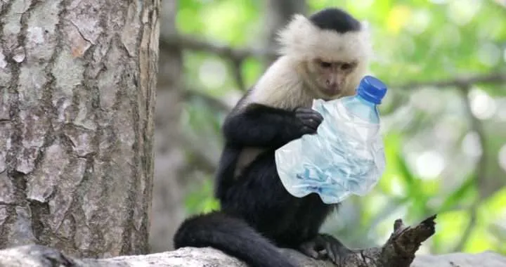 Protecting Nature - Monkey with a plastic bottle