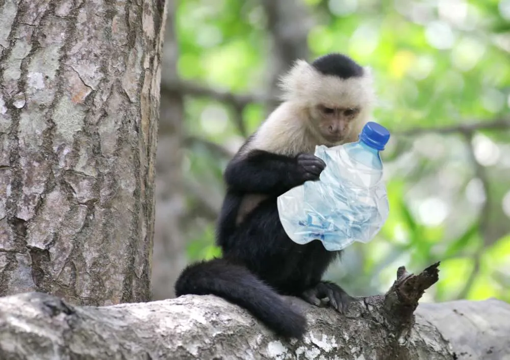 Protegiendo la naturaleza - Mono con una botella de plástico