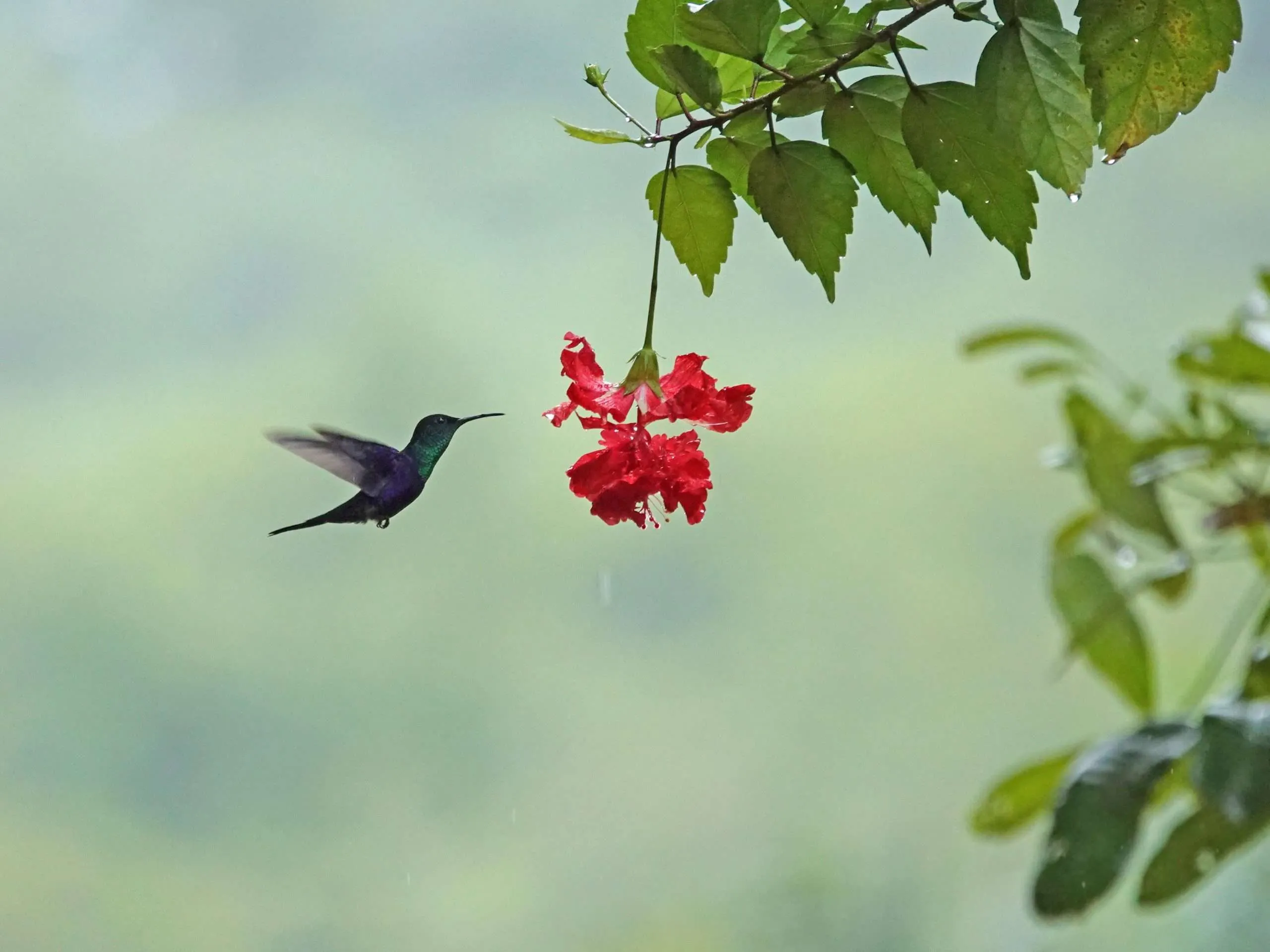 Colibrí - ¿Quién se prepara para la primavera?