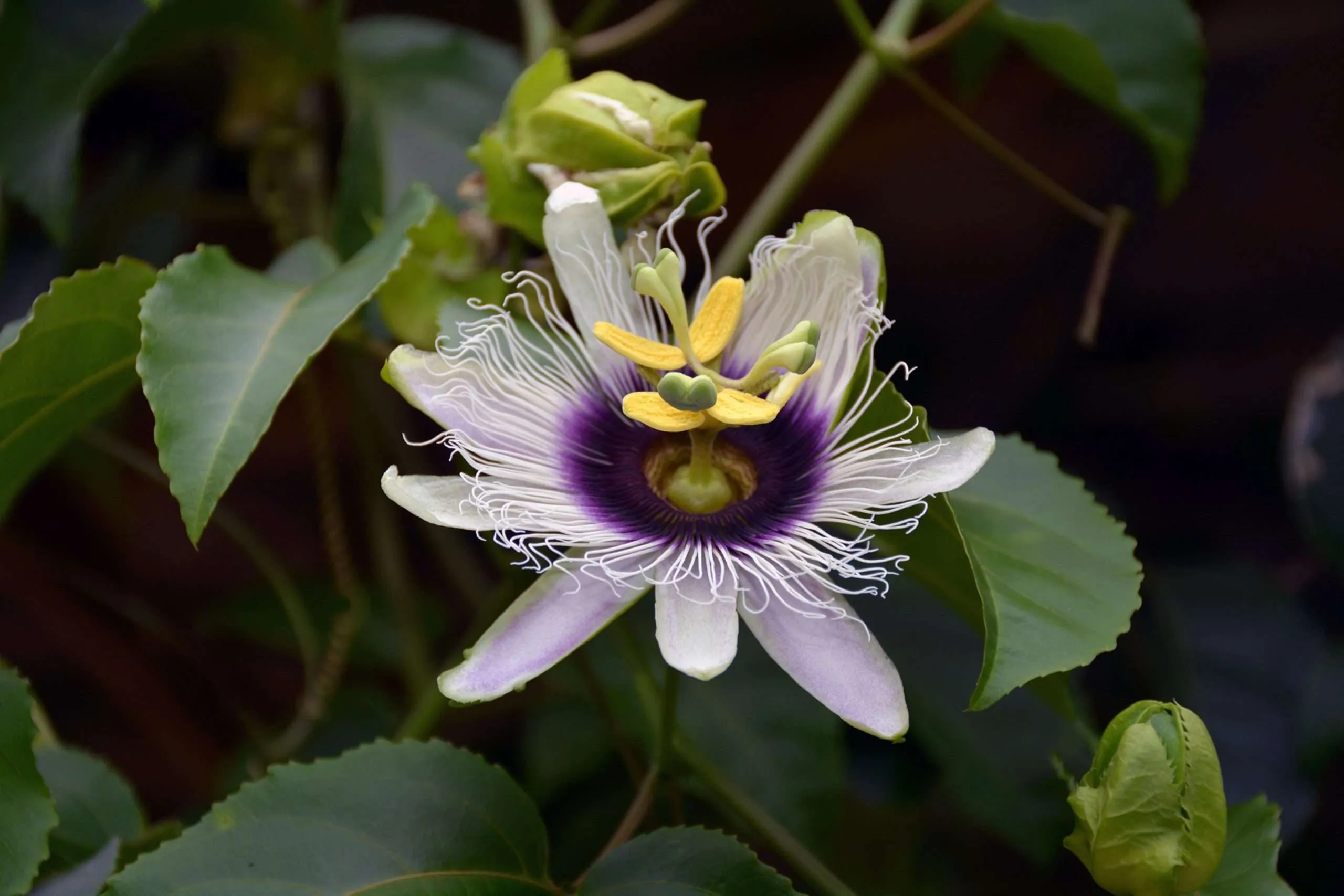 Passion Flower - Who Is up for Spring?