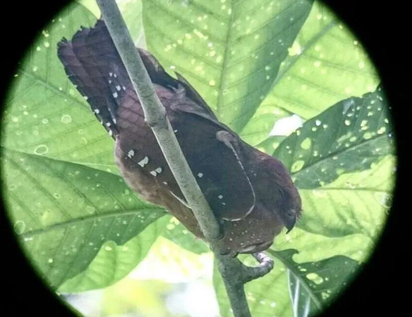 Fettschwalm (Steatornis caripensis)