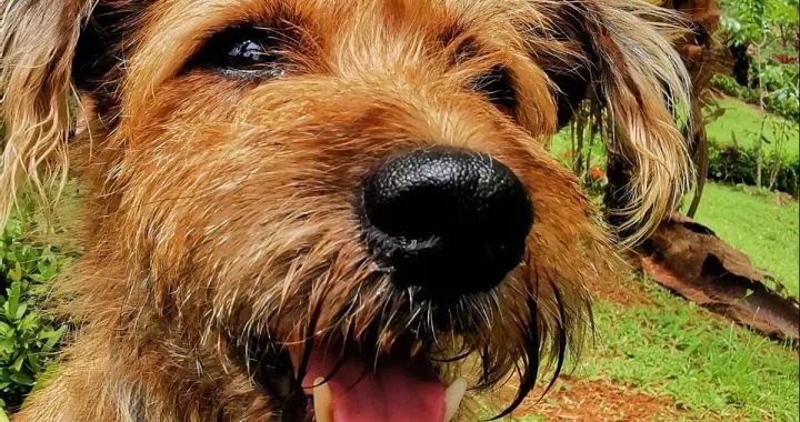 HAT IHR HAUSTIER FLOEHE?