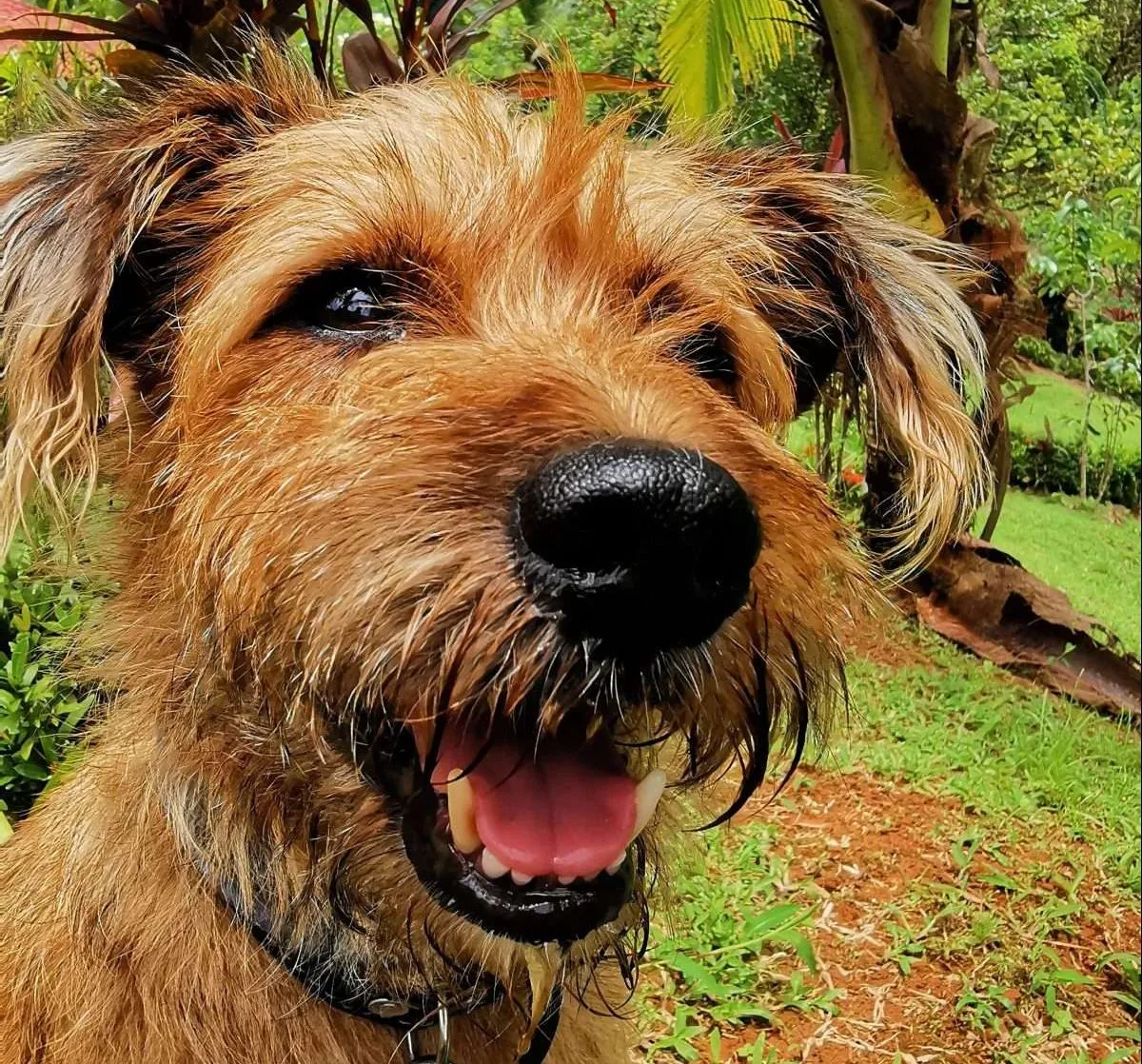 Does your pet have fleas?