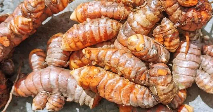 Curcuma la pasta dorada