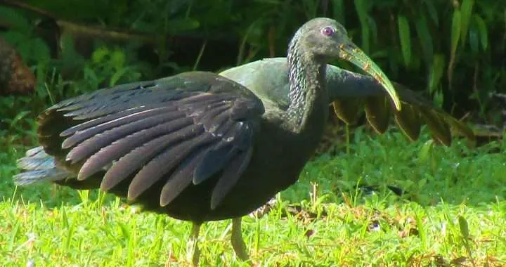 Green Ibis real verde 1 1
